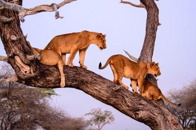 PARK-LAKE-MANYARA-NATIONAL-PARK