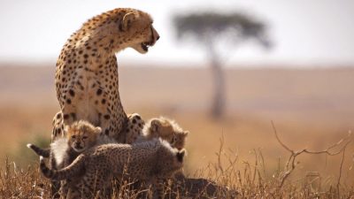 east-safaris-masai-mara-cheetah