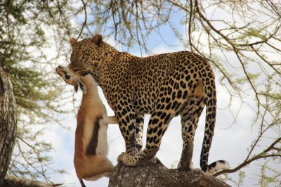 leopard serengeti